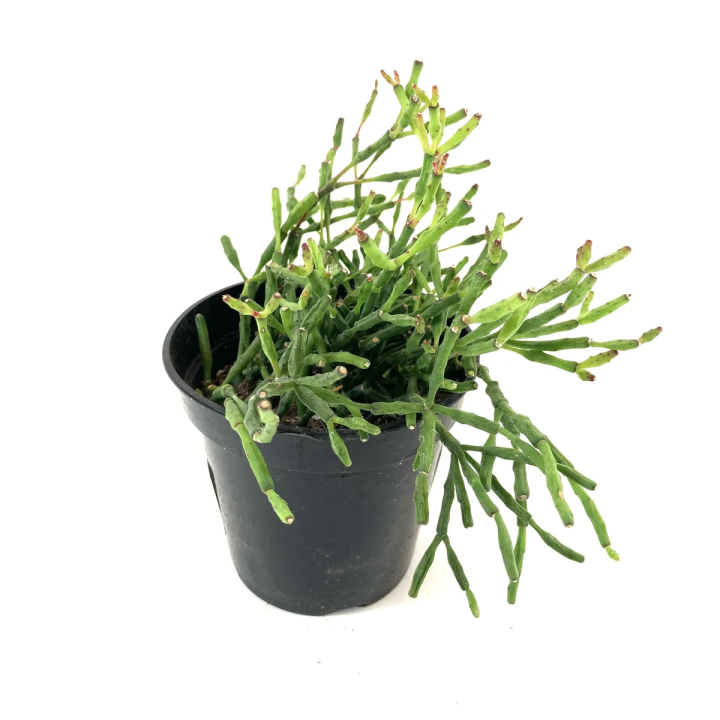 Rhipsalis sp.