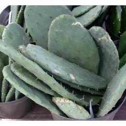 Cactus edible by tortoises and humans