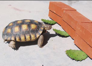 Using a brick to anchor the food