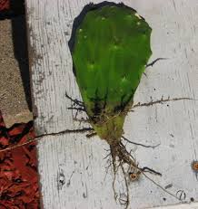 Rooting a cutting